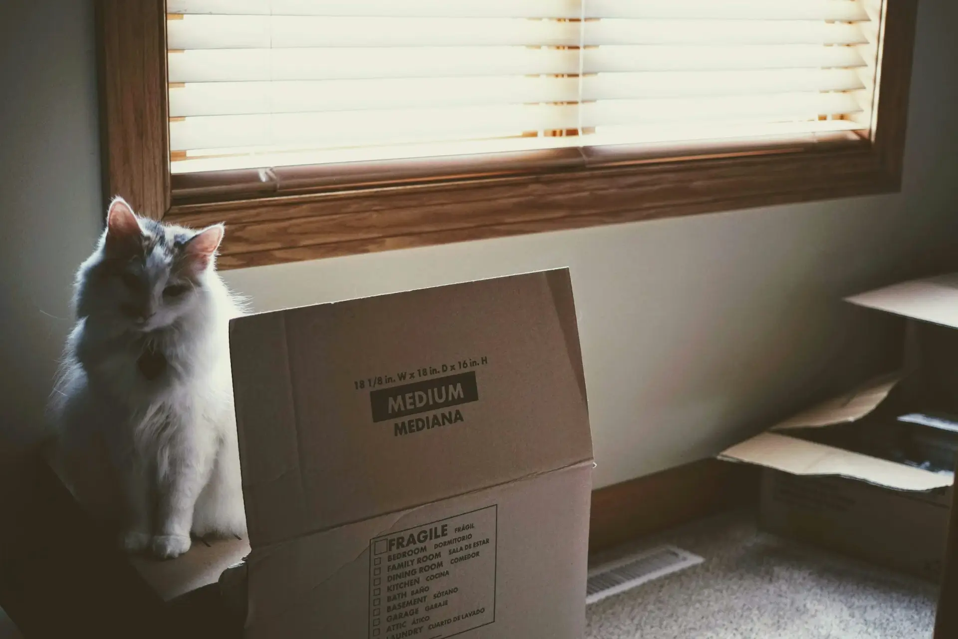 A cat sitting beside a cardboard moving box near a window
