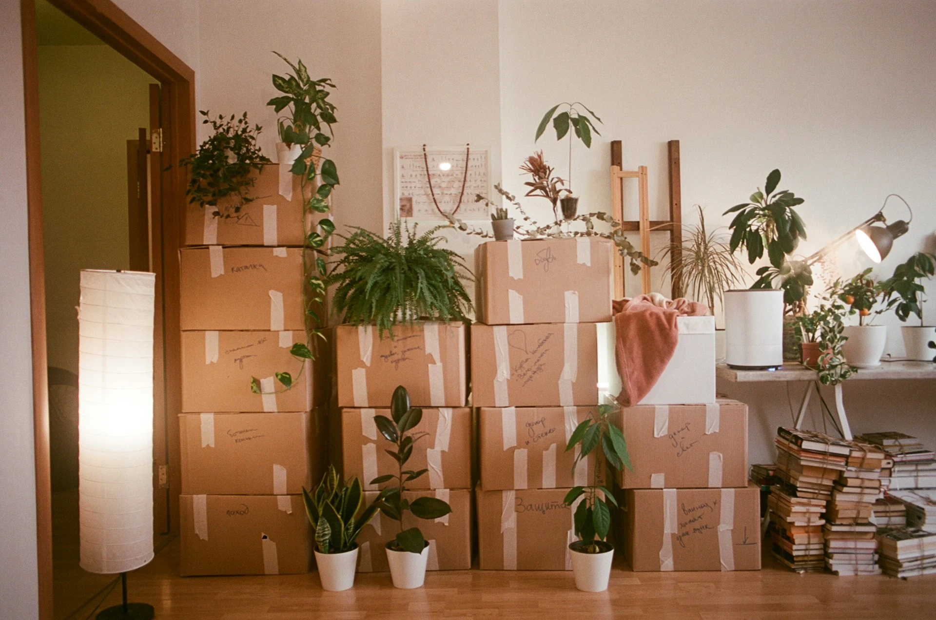 Illustrative photo of packed boxes and houseplants